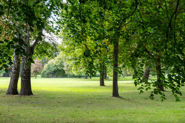 Obraz premium Green city park with lush trees and sunny lawn