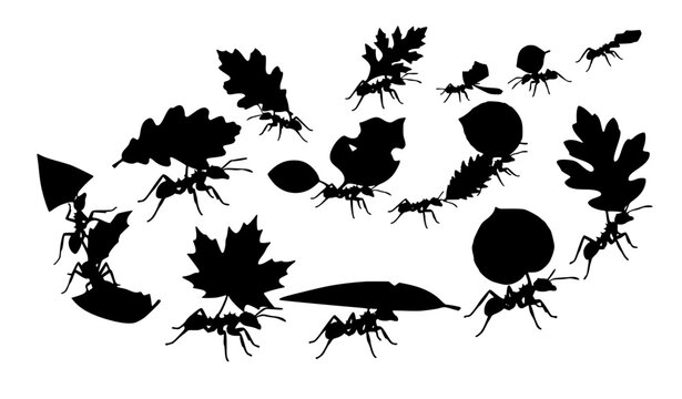 Leaf Cutter Ant Trail Vector Set, Acromyrmex Workers Carrying Leaves, Tropical Insect Foraging Illustration