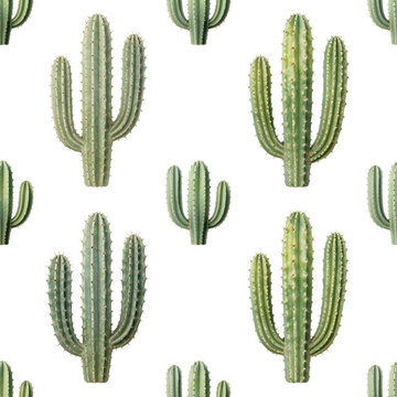 Summer botanical pattern, desert nature and southwestern style with green cactus plants on a clean white background for textile and wallpaper design