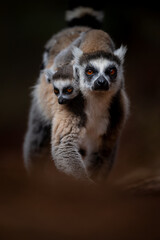 Obraz premium Low angle close-up portrait of a ring-tailed lemur mother and baby walking on a path with the baby on the back of the mother looking ahead against dark moody background at Madagascar