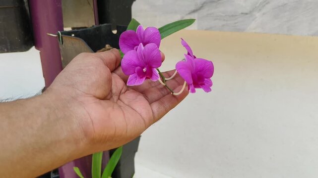 Closeup of young indian farmer woman hand touch purple orchid flowers on plant with love. Graceful female person enjoy springtime morning in home outdoor garden. Healthy mind and life concept.