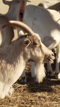 White Horned Goat Chewing Cud Side View Profile