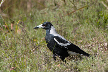Obraz premium Australian Magpie, (Gymnorhina tibicen) searching for food in short grass.