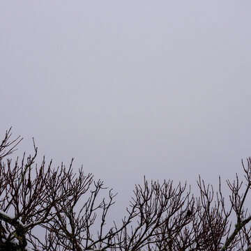 Bare Winter Tree Branches With Snow Against Gray Sky