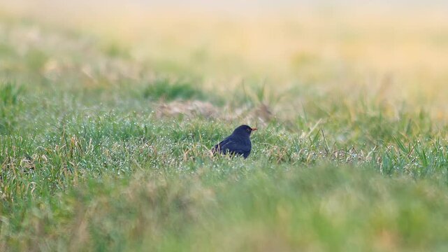 Male Common Blackbird Foraging for Food in a Winter Farmland Landscape at Golden Hour, 4K Wildlife Footage