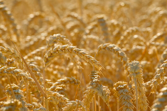 Ripe wheat ears growing densely in a golden field, with several curved grain heads standing out in sunlight