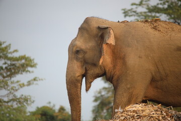 Elephant stands near garbage and debris piles searching for food items in polluted area. © Sumith