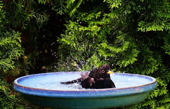 a blackbird is bathing in the birdbath