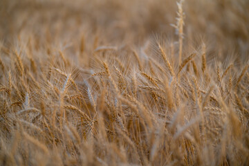 Golden wheat ears ripe in agricultural field detailed macro shot. © badescu