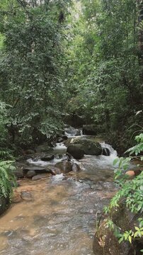 Lush tropical rainforest stream at Bang Hua Rat Waterfall in Khao Sok National Park, Thailand.
