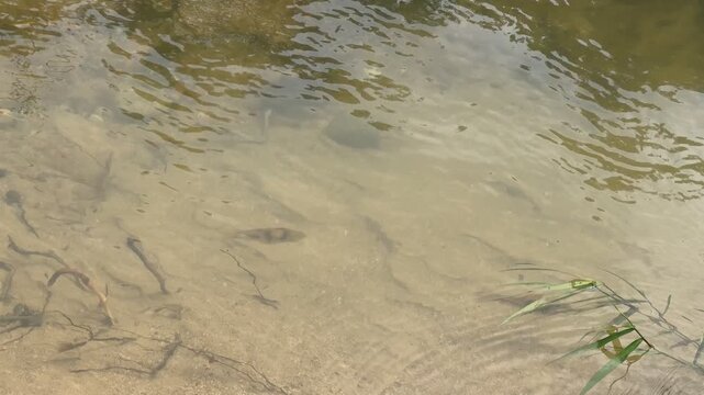 Tadpoles swimming in the clear, shallow water of a waterfall.