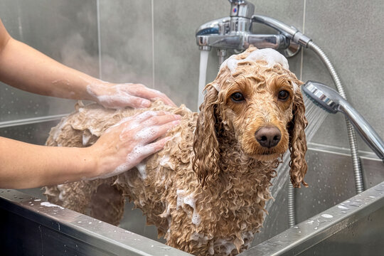 professional groomer washing poodle in pet salon