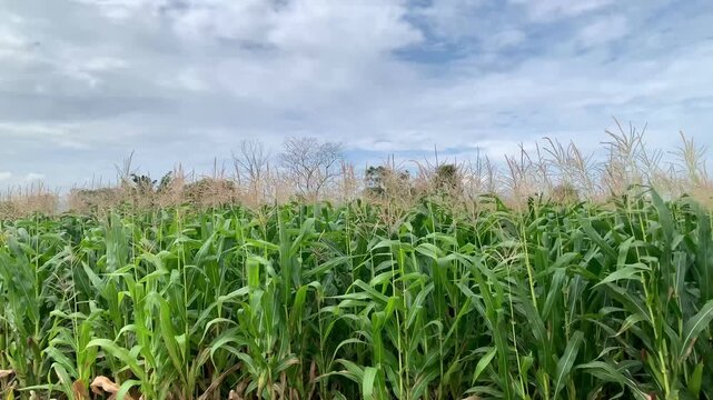 Commercial footage showing green corn plants blowing softly in the breeze under a cloudy sky in Toba Samosir, North Sumatera, Indonesia. Perfect background for agriculture and farming concepts.