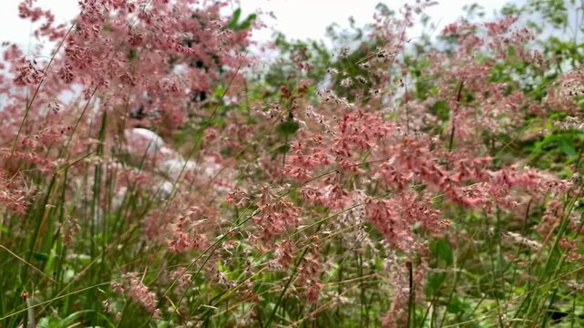 Pink Melinis Repens grass blowing gently in wind at Toba Samosir, North Sumatera, Indonesia. Natural background ideal for botanical, eco, and environmental concepts.