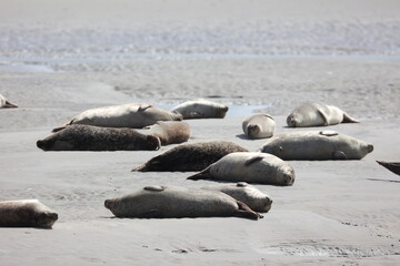 Vue d'une colonie de phoques veaux marins et de phoques gris en Baie d'Authie à Berck-sur-Mer en France. Spectacle naturel de mammifères marins se prélassant sur le sable chaud à marée basse.  © Xavier