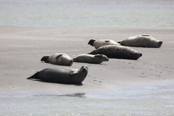 Vue d'une colonie de phoques veaux marins et de phoques gris en Baie d'Authie à Berck-sur-Mer en France. Spectacle naturel de mammifères marins se prélassant sur le sable chaud à marée basse.  © Xavier