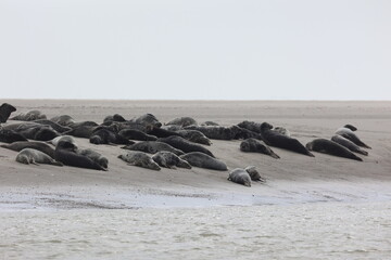Vue d'une colonie de phoques veaux marins et de phoques gris en Baie d'Authie à Berck-sur-Mer en France. Spectacle naturel de mammifères marins se prélassant sur le sable chaud à marée basse.  © Xavier