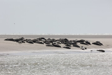 Vue d'une colonie de phoques veaux marins et de phoques gris en Baie d'Authie à Berck-sur-Mer en France. Spectacle naturel de mammifères marins se prélassant sur le sable chaud à marée basse.  © Xavier