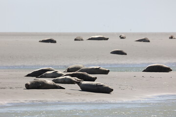 Vue d'une colonie de phoques veaux marins et de phoques gris en Baie d'Authie à Berck-sur-Mer en France. Spectacle naturel de mammifères marins se prélassant sur le sable chaud à marée basse.  © Xavier