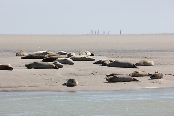 Vue d'une colonie de phoques veaux marins et de phoques gris en Baie d'Authie à Berck-sur-Mer en France. Spectacle naturel de mammifères marins se prélassant sur le sable chaud à marée basse.  © Xavier