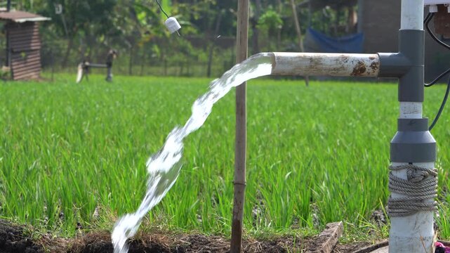 Agricultural irrigation system pumping clear underground water through a PVC pipe into a green rice paddy field. Electric water pump flooding young crops on a lush Asian farm in daylight.