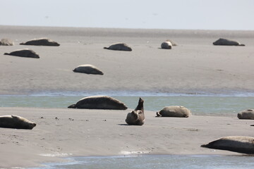 Vue d'une colonie de phoques veaux marins et de phoques gris en Baie d'Authie à Berck-sur-Mer en France. Spectacle naturel de mammifères marins se prélassant sur le sable chaud à marée basse.  © Xavier