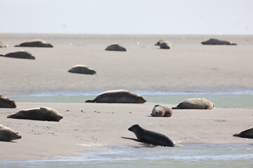 Vue d'une colonie de phoques veaux marins et de phoques gris en Baie d'Authie à Berck-sur-Mer en France. Spectacle naturel de mammifères marins se prélassant sur le sable chaud à marée basse.  © Xavier