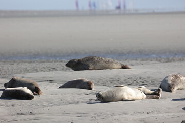 Vue d'une colonie de phoques veaux marins et de phoques gris en Baie d'Authie à Berck-sur-Mer en France. Spectacle naturel de mammifères marins se prélassant sur le sable chaud à marée basse.  © Xavier