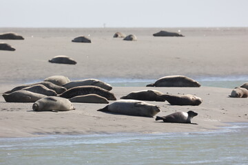 Vue d'une colonie de phoques veaux marins et de phoques gris en Baie d'Authie à Berck-sur-Mer en France. Spectacle naturel de mammifères marins se prélassant sur le sable chaud à marée basse.  © Xavier
