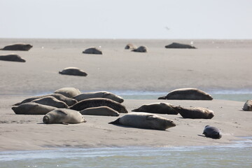 Vue d'une colonie de phoques veaux marins et de phoques gris en Baie d'Authie à Berck-sur-Mer en France. Spectacle naturel de mammifères marins se prélassant sur le sable chaud à marée basse.  © Xavier