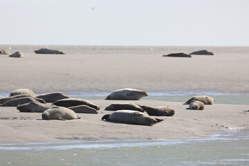 Vue d'une colonie de phoques veaux marins et de phoques gris en Baie d'Authie à Berck-sur-Mer en France. Spectacle naturel de mammifères marins se prélassant sur le sable chaud à marée basse.  © Xavier