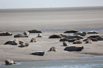 Vue d'une colonie de phoques veaux marins et de phoques gris en Baie d'Authie à Berck-sur-Mer en France. Spectacle naturel de mammifères marins se prélassant sur le sable chaud à marée basse.  © Xavier