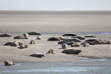 Vue d'une colonie de phoques veaux marins et de phoques gris en Baie d'Authie à Berck-sur-Mer en France. Spectacle naturel de mammifères marins se prélassant sur le sable chaud à marée basse.  © Xavier