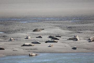 Vue d'une colonie de phoques veaux marins et de phoques gris en Baie d'Authie à Berck-sur-Mer en France. Spectacle naturel de mammifères marins se prélassant sur le sable chaud à marée basse.  © Xavier