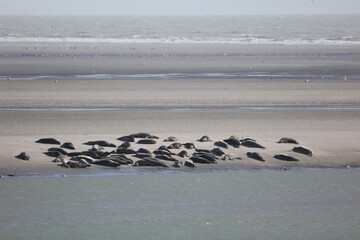 Vue d'une colonie de phoques veaux marins et de phoques gris en Baie d'Authie à Berck-sur-Mer en France. Spectacle naturel de mammifères marins se prélassant sur le sable chaud à marée basse.  © Xavier
