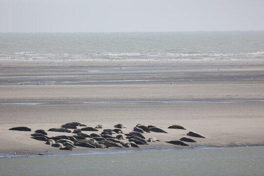 Vue d'une colonie de phoques veaux marins et de phoques gris en Baie d'Authie &agrave; Berck-sur-Mer en France. Spectacle naturel de mammif&egrave;res marins se pr&eacute;lassant sur le sable chaud &agrave; mar&eacute;e basse. 