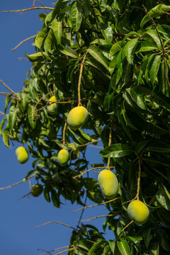 Cluster of green mangoes hanging from leafy branches against a blue sky, Ad Dakhiliyah Region, Al Hamra, Oman