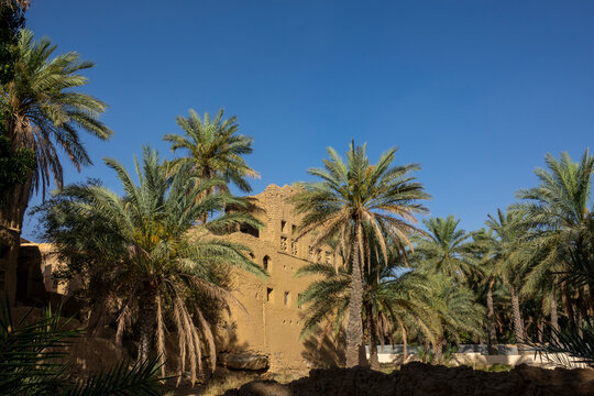 Ruined mudbrick tower rising above a grove of date palm trees under a clear sky, Ad Dakhiliyah Region, Al Hamra, Oman