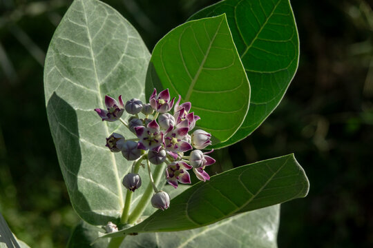 Close-up of a cluster of purple and white crown flowers blooming among large silvery green leaves, Ad Dakhiliyah Region, Al Hamra, Oman