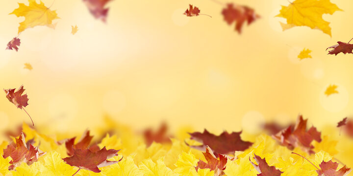 Falling maple leaves over a golden autumn background with copy space