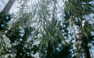 Naklejka premium Whitebark pine in Yosemite National Park, USA