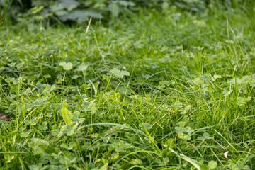 Fresh green grass and clover leaves on a meadow © Viktoriia Paniot