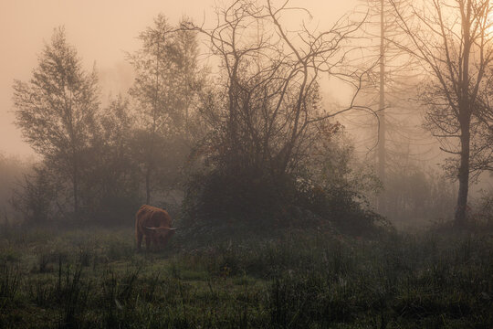 A Scottish Highland cow grazes in a misty pasture, surrounded by trees in the soft morning light, Bos primigenius taurus, Dingelsdorfer Ried, Baden-Wuerttemberg, Germany