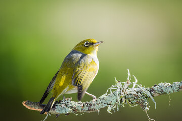 Obraz premium Close up of a silvereye or wax-eye (Zosterops lateralis), also known by its Māori name tauhou, which is a very small omnivorous passerine bird of the south-west Pacific. Recognized by its distinctive 