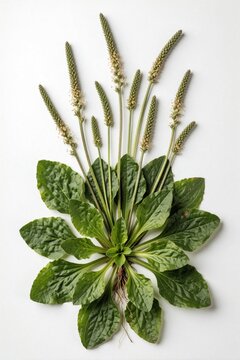 Broadleaf plantain plant with rosette of green leaves and flowering spikes on stems isolated on white background. Top view herbarium sheet. Botany sample. Natural art object.