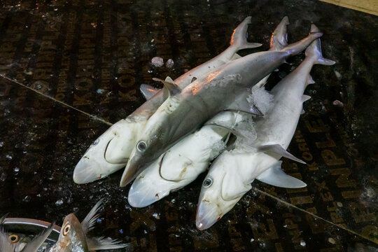 Small sharks piled on ice atop an embossed metal tray at a fish market with fish heads visible in the corner, Governorate of Muscat, Muscat, Oman