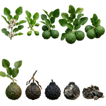 Life cycle and decay of kaffir lime fruits from flowering branch to rotting stages with mold isolated on transparent background