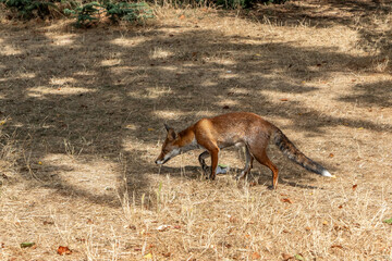 Obraz premium Wild red fox in dry grass