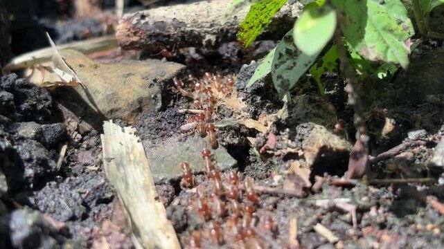 A close-up view of many small ants walking in a clear line across wet ground after rainfall. Small green plants, fallen leaves, and bits of natural debris surround the ants. 