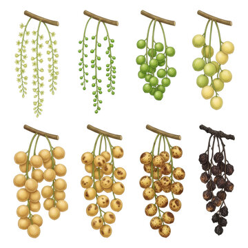 Growth stages and ripening cycle of duku or langsat fruit clusters from flowering to overripe botanical illustration isolated on transparent background